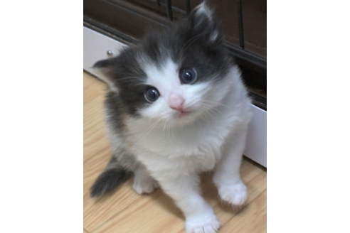 成約済の茨城県のノルウェージャンフォレストキャット-27722の5枚目